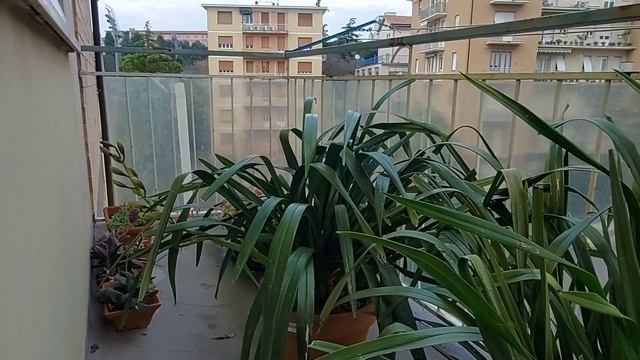 Cymbidium orchidea..zero gradi o meno..SENZA PAURA смотреть онлайн