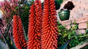 Aloe Ferox ( CAPE ALOE ) A RARE FLOWER BLOOM