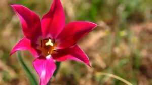 Тюльпаны Шренка, занесенные в Красную книгу, расцвели в степях Оренбуржья.