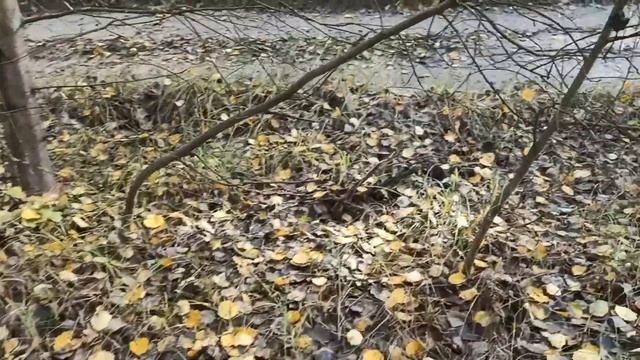 Грибы подосиновик белый лес октябрь 2022(3) смотреть онлайн