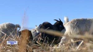 ПРЕДПРИЯТИЕ ПОЛНОГО ЦИКЛА. КАК В ОРЕНБУРЖЬЕ ВЫРАЩИВАЮТ ОСОБУЮ ПОРОДУ КОЗ