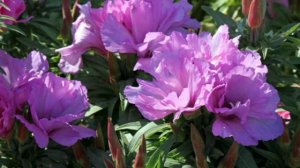 ГОДЕЦИЯ - ПОСАДКА-УХОД