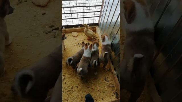 ЗСЛ потомство Каюма и Ады. смотреть онлайн