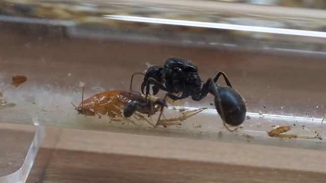 ОГРОМНЫЙ МУРАВЕЙ АФРИКИ - Messor arenarius смотреть онлайн