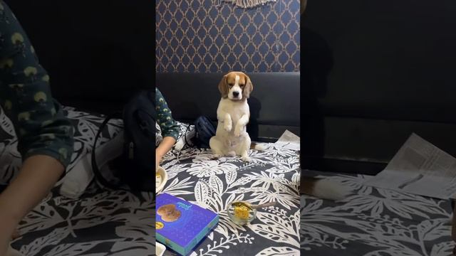 Smart dog sits like this to get food #dog #explore #dogsofyoutube #beagle #doodle #funny #funnydog смотреть онлайн