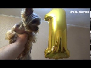 Йоркширский терьер мини отзывы