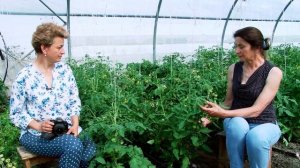 Детерминантные ТОМАТЫ В ТЕПЛИЦАХ: формирование и созревание томатов