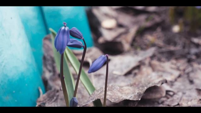 Первые весенние цветы /Fujifilm X-T4/F-log 4k video/Canon ef 50mm f-1.8 STM смотреть онлайн
