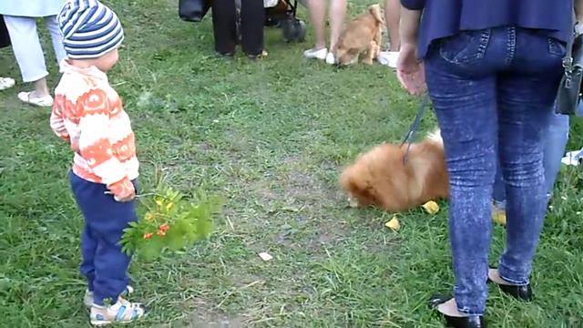 Вот приставала! #ГужевTV смотреть онлайн