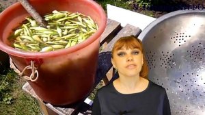 С этим народным средством КОЛОРАДСКОГО ЖУКА НЕ БУДЕТ всё лето!