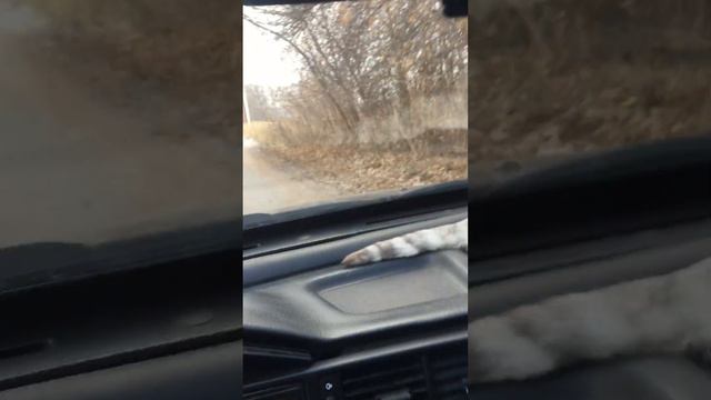 Освобождение Красавчика. смотреть онлайн