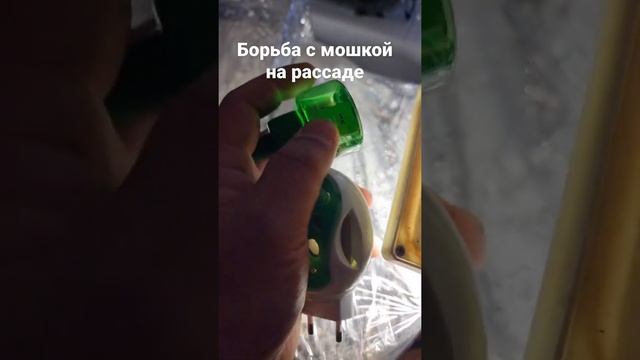 как успешно удалить (уничтожить) мошку на рассаде причины ее появления #shorts смотреть онлайн