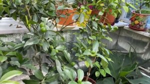 Тем временем в "Домике для цитрусов" и дегустация треснутых плодов