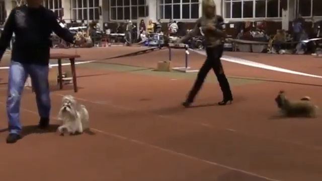 Донецк,САС!В,сравнение на RCACIB смотреть онлайн