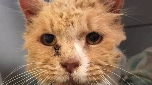 Его нашли замученным и печальным… Но уже через час кот не узнал сам себя смотреть онлайн