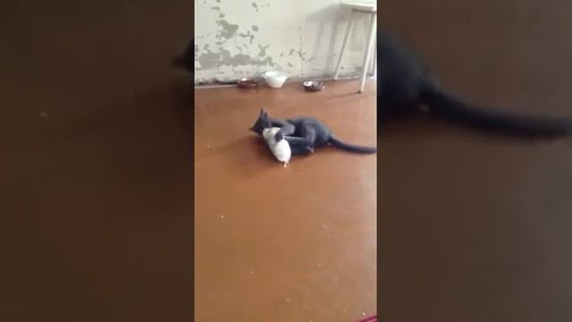 Раздва Vs ватные диски