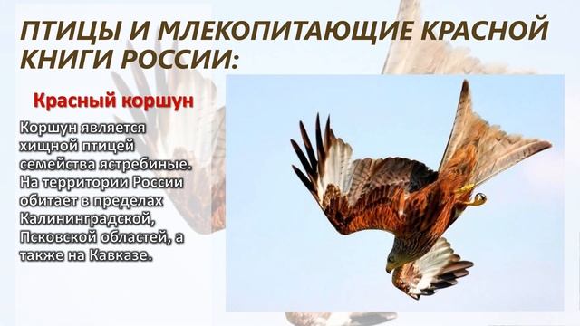 Видео-путешествие по страницам Красной книги «Жалобная книга природы» смотреть онлайн
