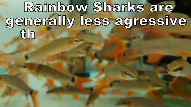 Can You Keep a SHARK in an AQUARIUM? 4 Types of Freshwater Shark Fish смотреть онлайн