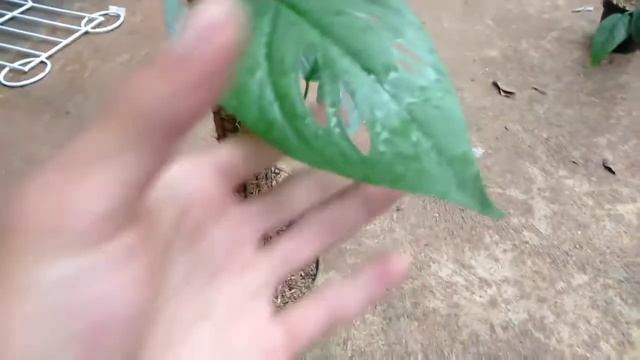 epipremnum pinnatum cebu blue | tanaman merambat смотреть онлайн