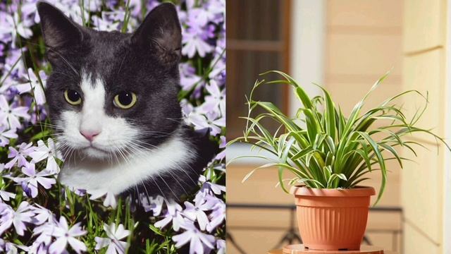 Какие предметы и вещи нужно спрятать от кошки в доме? #Кошка #Кот #Обувь #Ум #Порода #Шлëпа #Куки смотреть онлайн