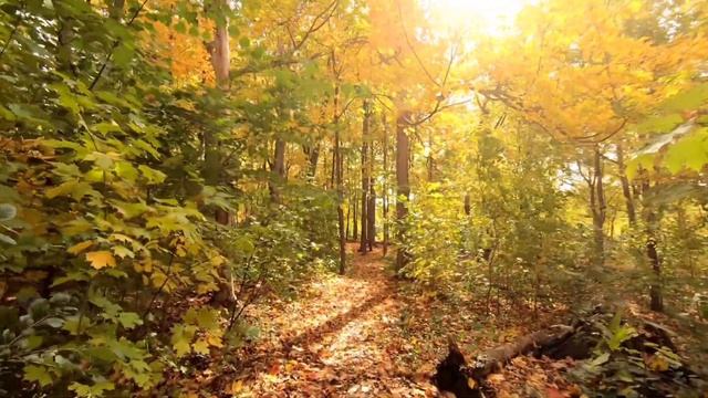 ЗОЛОТАЯ ОСЕНЬ GOLDEN AUTUMN FALL MUSIC CENTER PREMIERE смотреть онлайн
