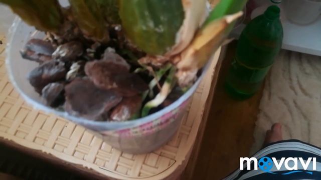 ОРХИДЕИ?Реанимация онцидиумов и камбрии смотреть онлайн