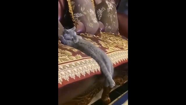 📹 Самые новые смешные животные 2023😂 Смешные коты и собаки - Animal Club смотреть онлайн
