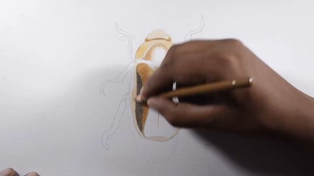How To Draw Gold / Metallic Object With Colored Pencils -- A Golden Beetle.
