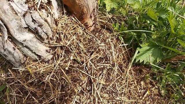 ВИДЕО - ПИСЬМО для ПОДРУГИ. я на даче в делах) смотреть онлайн