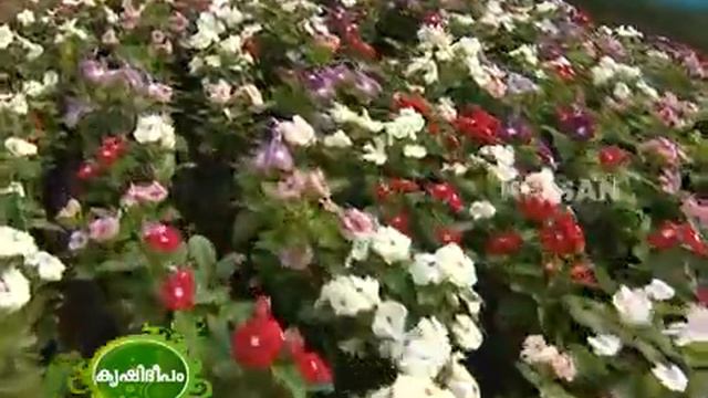 anthurium 1.flv смотреть онлайн