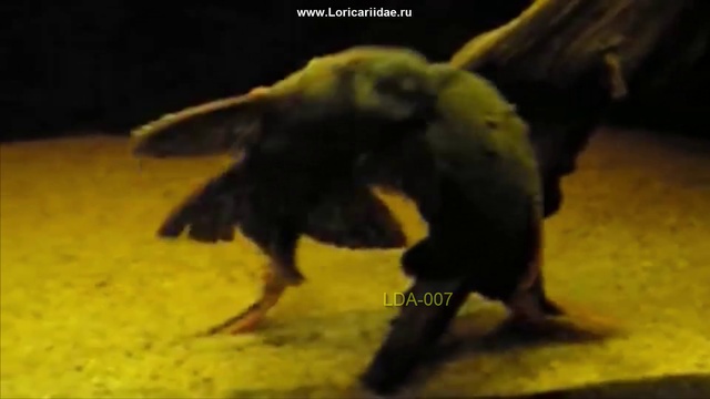 L 025vsLDA 007 смотреть онлайн
