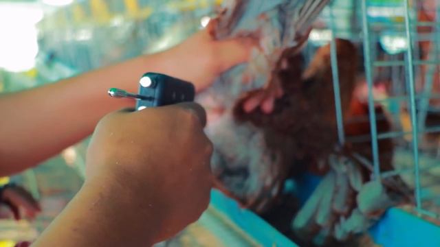 Chicken Breeding Techniques - How To Collect Rooster Sperm and Artificial Insemination in Chickens смотреть онлайн