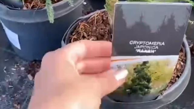 Криптомерия японская. Где посадить и как ухаживать? смотреть онлайн