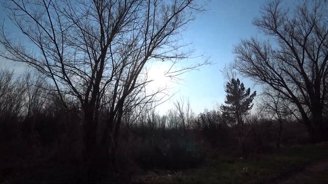 Сосна, яблонька молоденькая и берёзы в окрестностях Караганды - весна 2023 года для нового плейлист смотреть онлайн