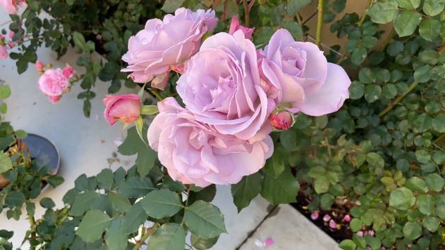 Summer Romance Rose, Silver Lining Rose, Love Rose, Cherry Parfait Rose