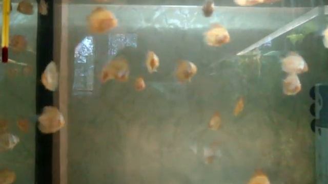 MOV09963 смотреть онлайн