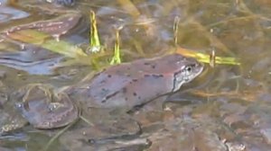 Жабы сношаются. Потрясающее зрелище.