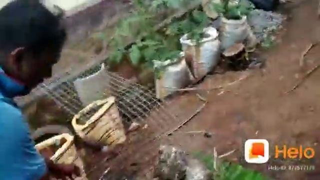 Flying chicken. അപാരം!!!!!?♂️?♀️ смотреть онлайн