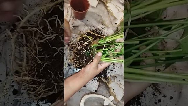 Антуриум гүлінің құпиясы смотреть онлайн