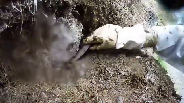 Осиное гнездо в земле смотреть онлайн