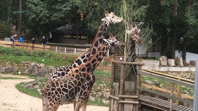 Giraffes eating at Riga Zoo. Жирафы кушают в Рижском зоопарке. смотреть онлайн