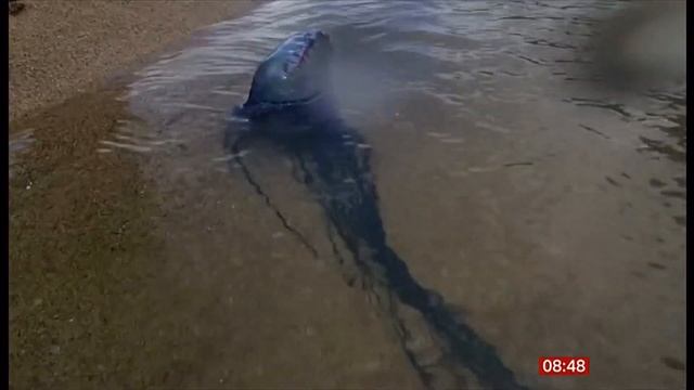 World Jellyfish Day (UK/Global) 3/Nov/2023 смотреть онлайн