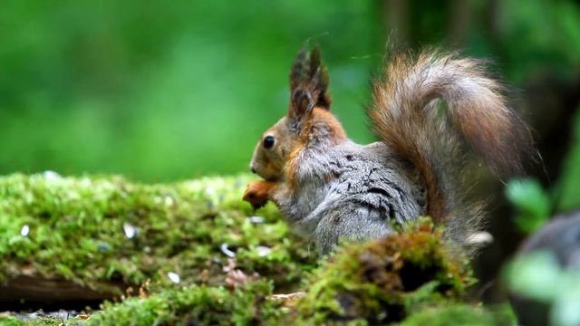 Обыкновенная белка (Squirrel)