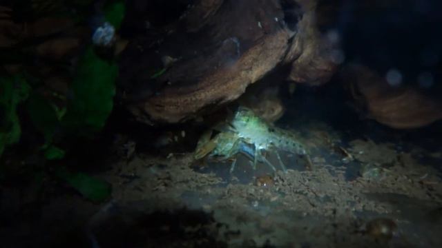 Карликовый болотный рак (CAMBARELLUS PUER) спаривание смотреть онлайн