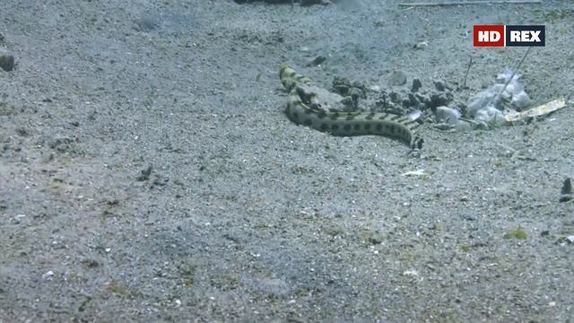 Какие взаимоотношения у звёздчатой мурены (Echidna nebulosa) и бородавчатки (Synanceia verrucosa) ? смотреть онлайн