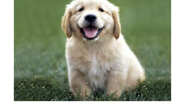 Animals Vocabulary|Domestic Animals Flashcards