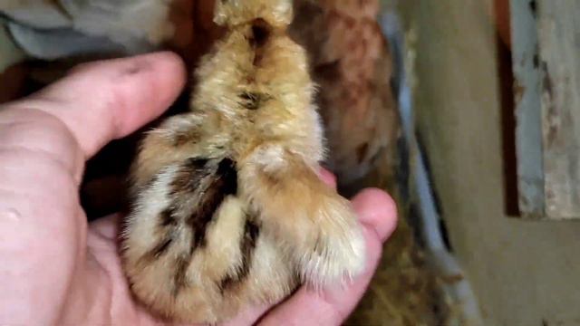 Квочка вывела цыплят смотреть онлайн