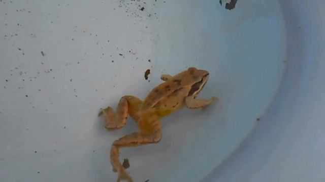 Плавание лягушки смотреть онлайн
