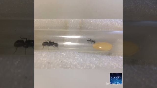 Кормление муравьев вида Camponotus vagus смотреть онлайн