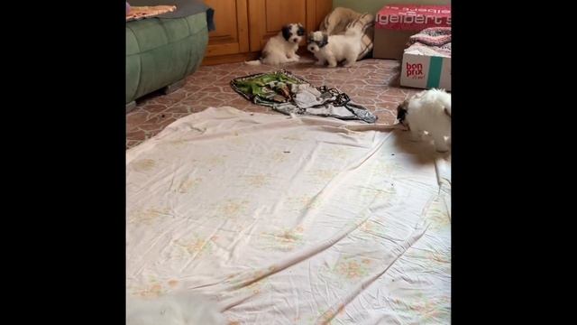 Cotton De Tuléar смотреть онлайн